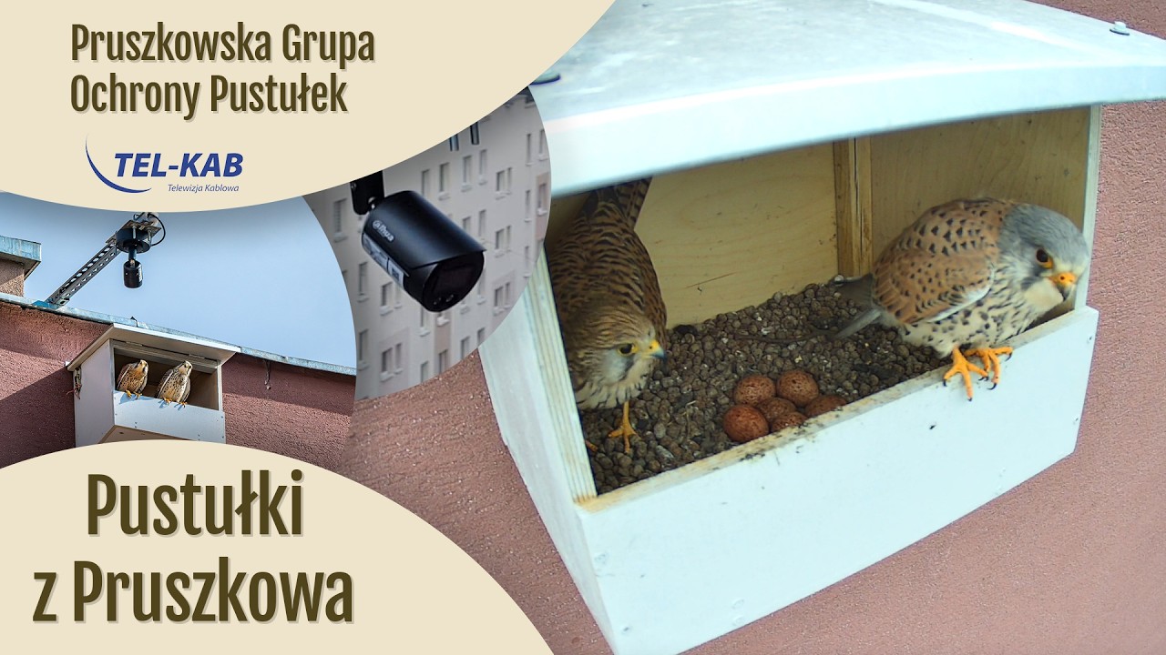Pustułki z Pruszkowa – podgląd z budki lęgowej przy ul. Helenowskiej