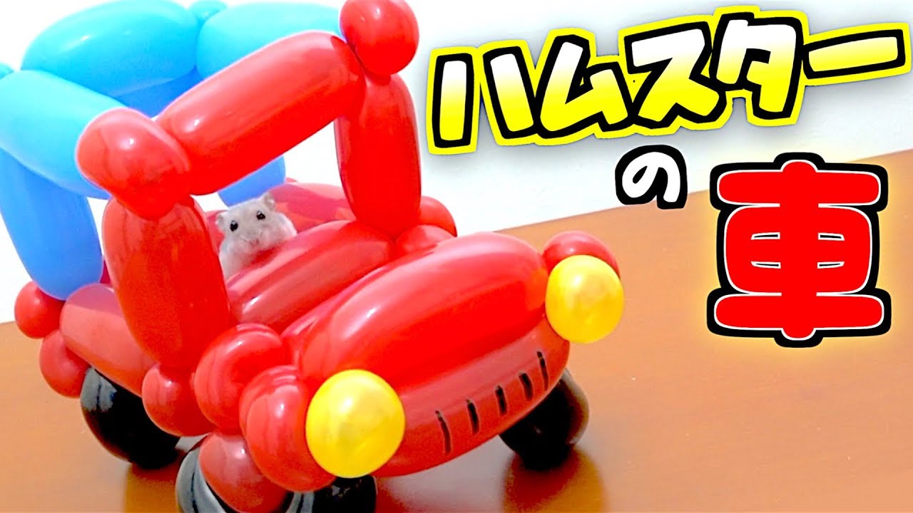 【ハムスター】風船で ”車” 作ってみた😆乗ってる姿が かわいい💕バルーンアート DIY✨