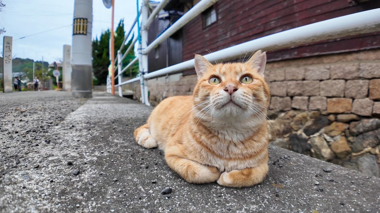 道端に寝ていた猫を撫でようとするとすかさず他の猫が割り込んで来た