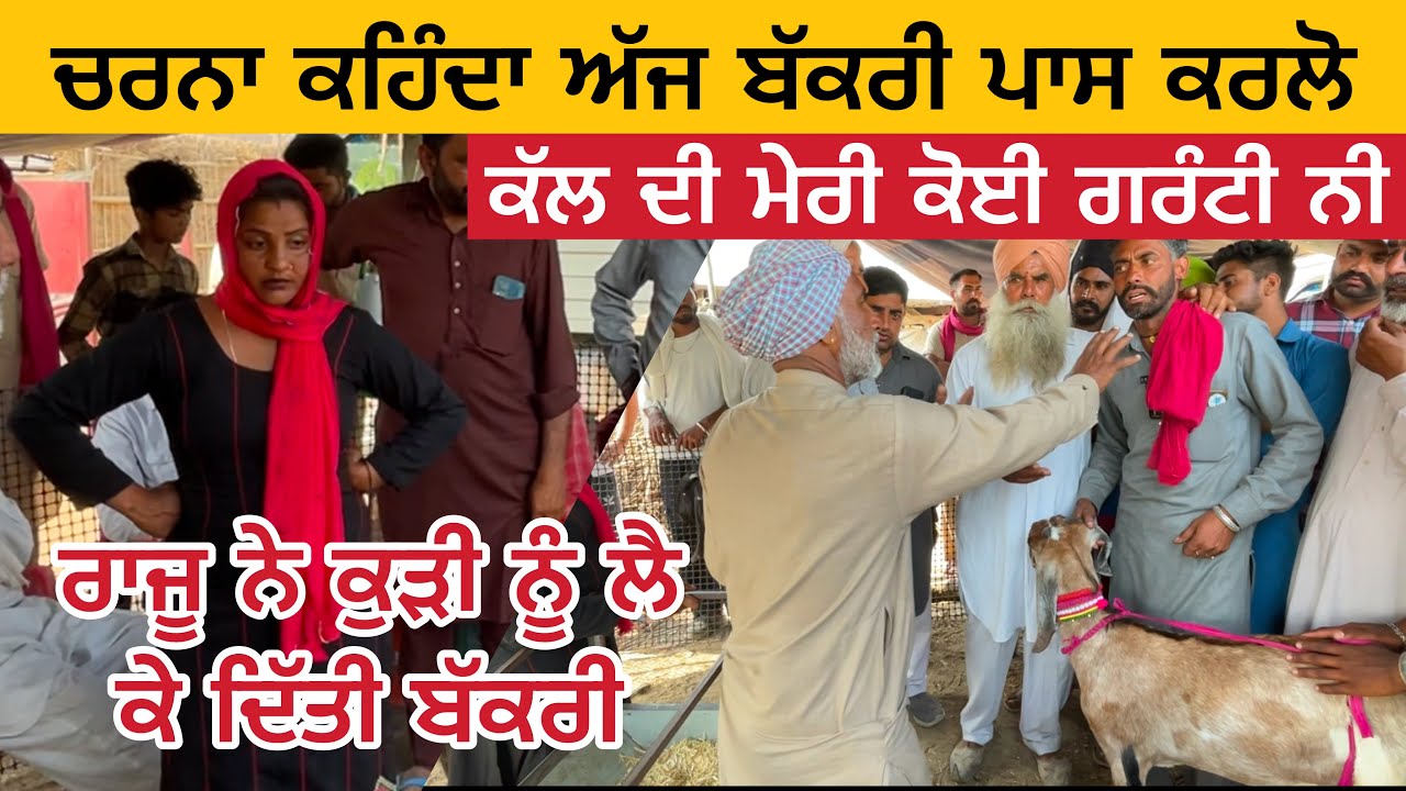 ਚਰਨਾ ਕਹਿੰਦੀ ਬੱਕਰੀ ਪਾਸ ਕਰਲੋ ਮੇਰੀ ਕੋਈ ਗਰੰਟੀ ਨੀ | Tungwali Bakra Mandi Farm Punjab de 