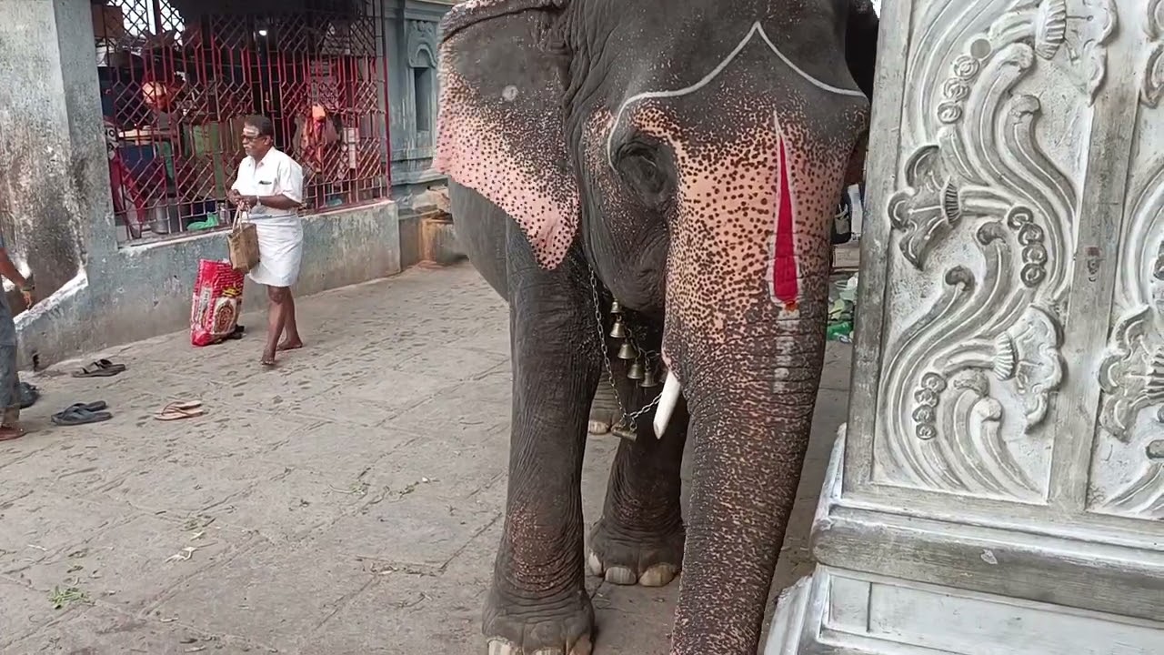 Srirangam Amma mandapam Elephant | Beautiful Temple Elephant