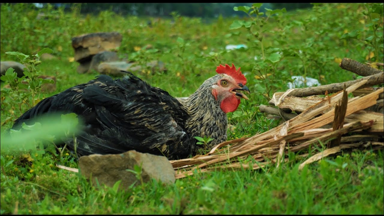 CHICKEN CURRY | YEN THONGBA | Countryside Cooking
