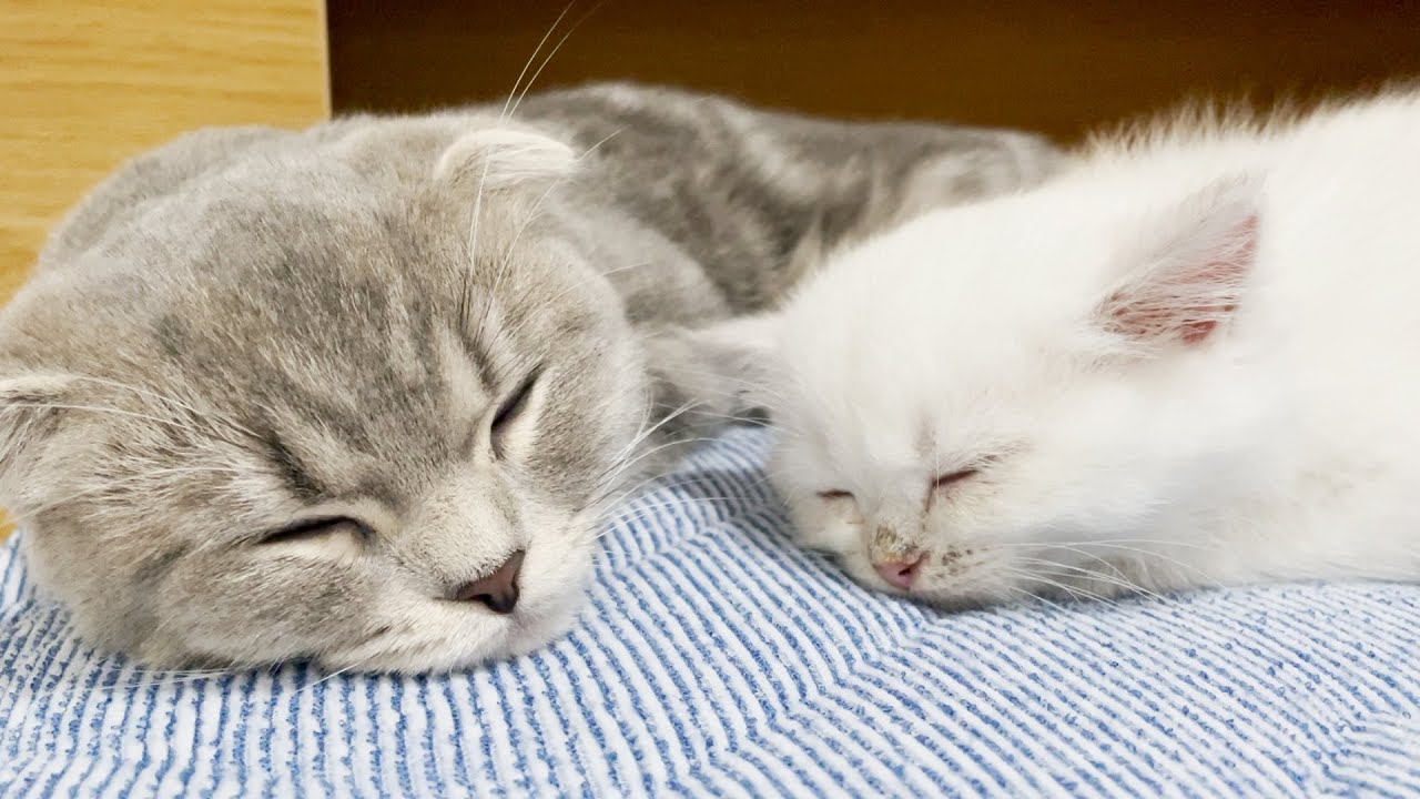 [Miracle] Kittens who fall asleep together on the 10th day after meeting (uncut)
