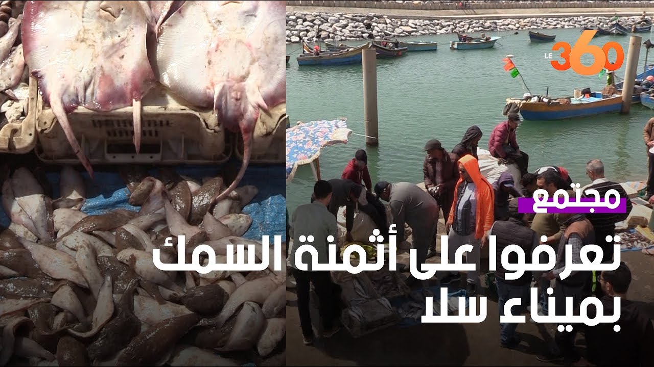 زيارة لسوق السمك بميناء الصيد التقليدي بسلا