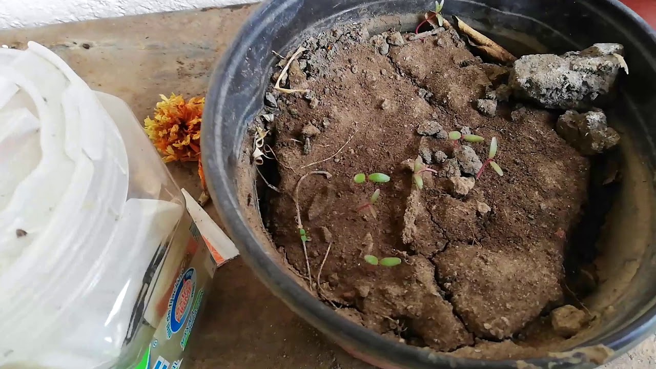 germinar Verdolaga