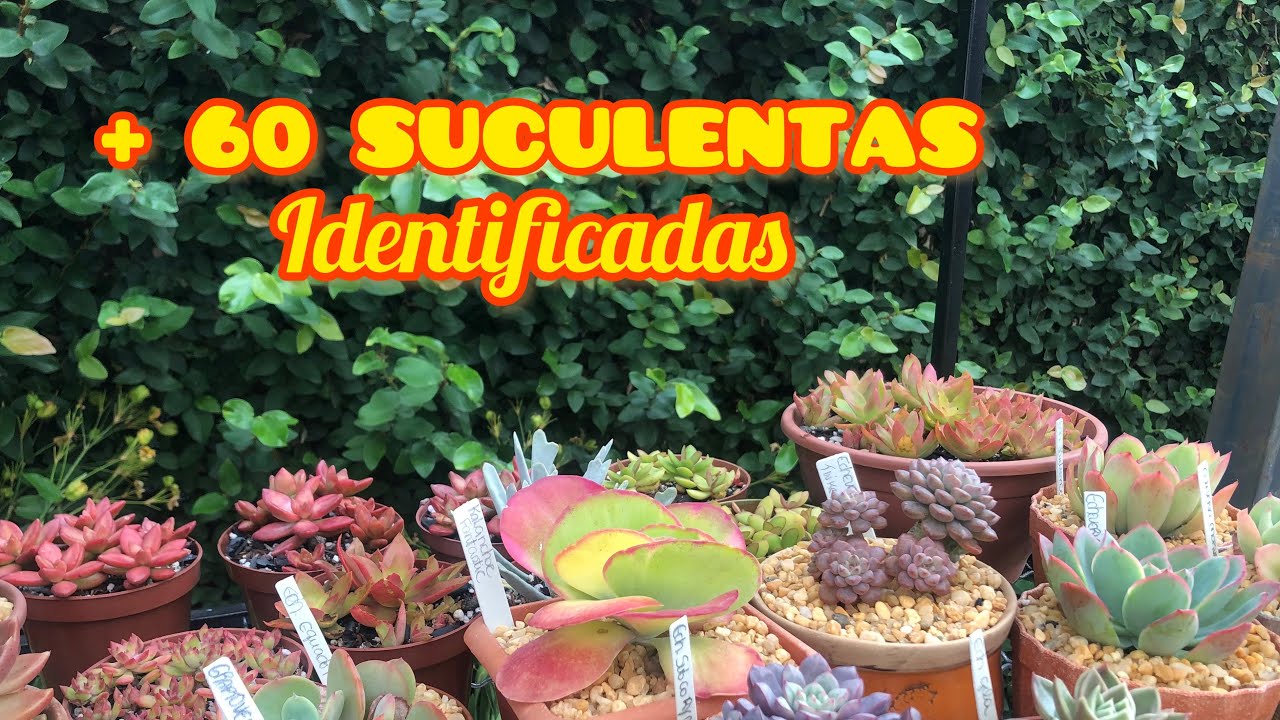 + 60 SUCULENTAS com IDENTIFICAÇÃO + DICAS DE CULTIVO