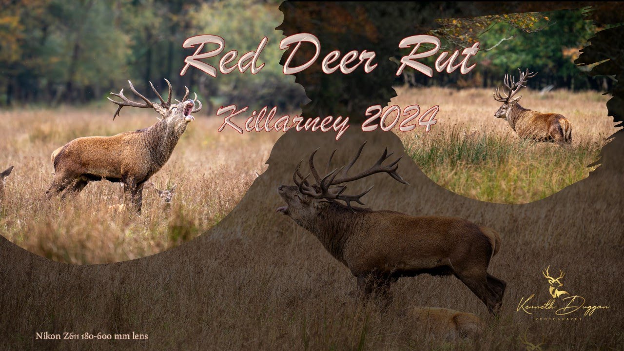 Irish Wildlife and Nature. Red Deer ,Killarney Rut Season 2024.
