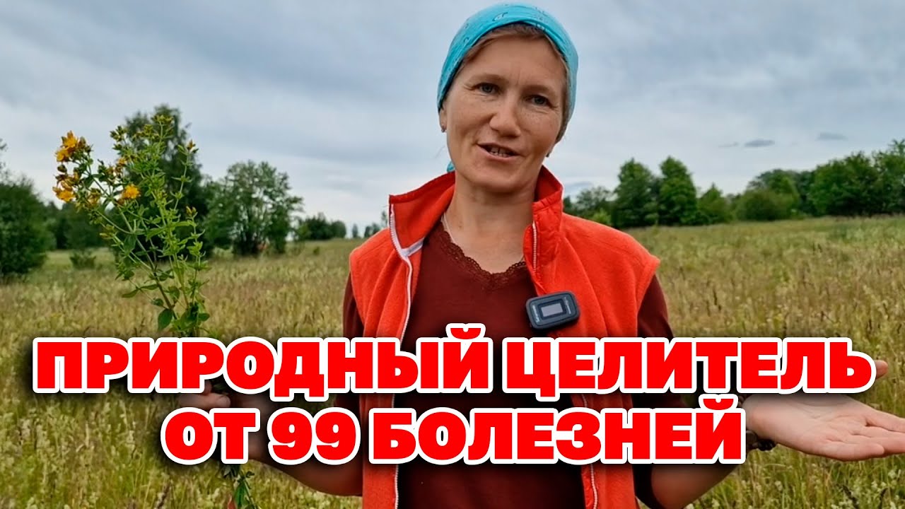 УБОЙНАЯ СИЛА ЗВЕРОБОЯ СТАВИТ НА НОГИ РАЗВЕНЧИВАЕМ СЛУХИ ЗВЕРОБОЙ ПРОДЫРЯВЛЕННЫЙ @natureMarusya
