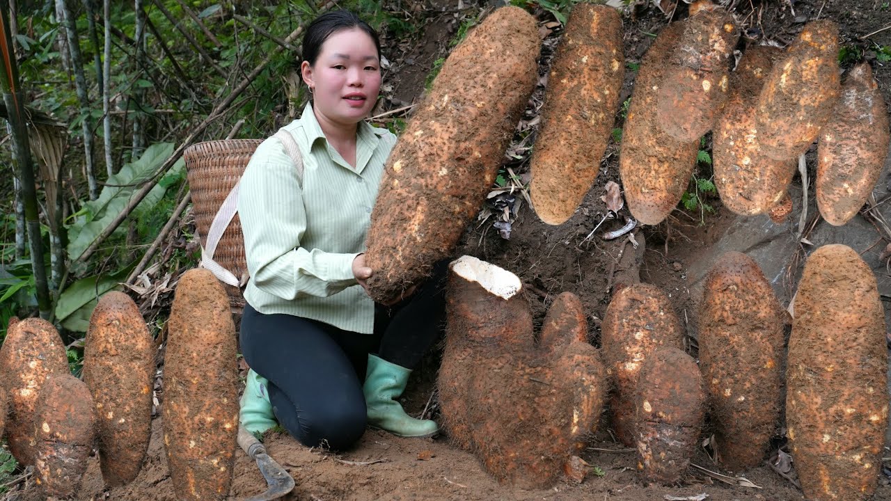 Harvesting Yams to Sell at the Market - Cleaning Up the Farm After a Tired Day | Trieu Mai Huong.