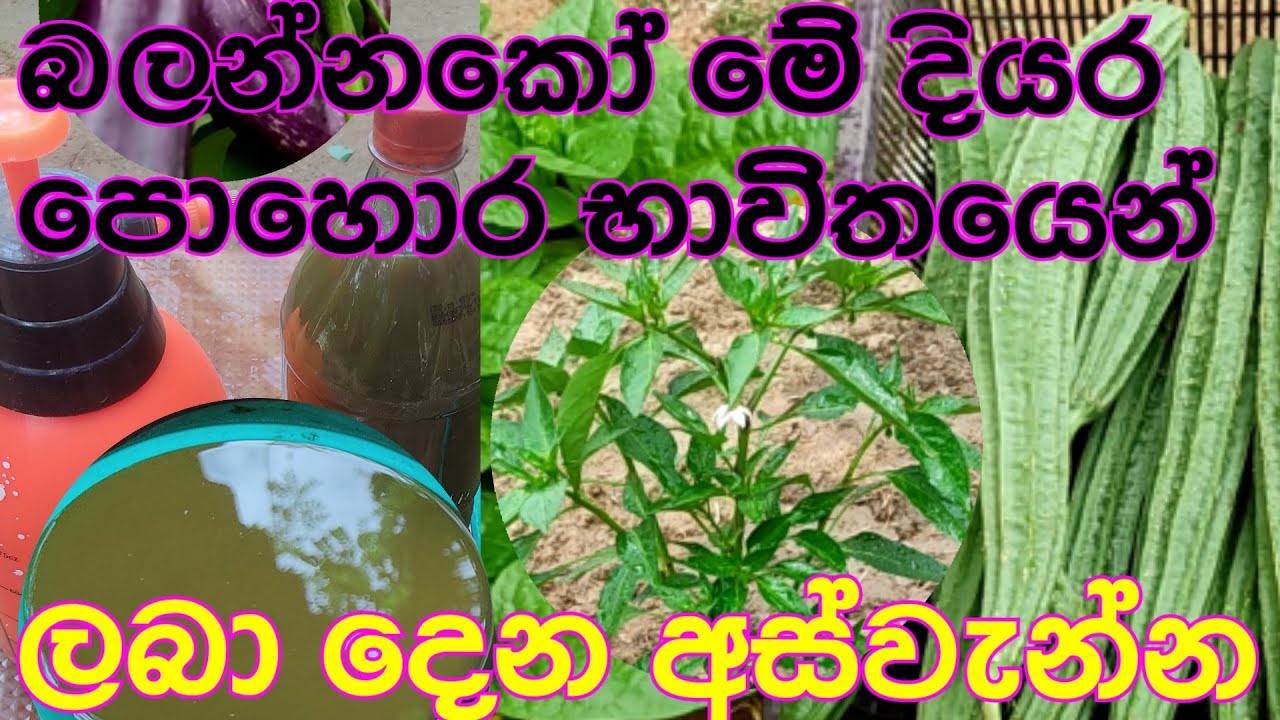 බලන්නකෝ මේ දියර පොහොර භාවිතයෙන් විශාල අස්වැන්නක්