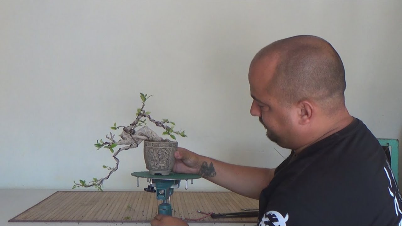 Cascada shohin