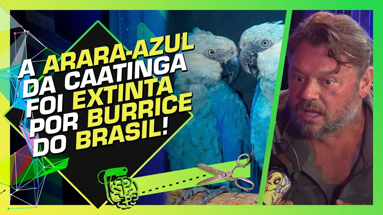 COMPRANDO A ARARINHA-AZUL DE TRAFICAN3S PELO BEM DA ESP&Eacute;CIE - RICHARD RASMUSSEN E LEANDRO SILVEIRA