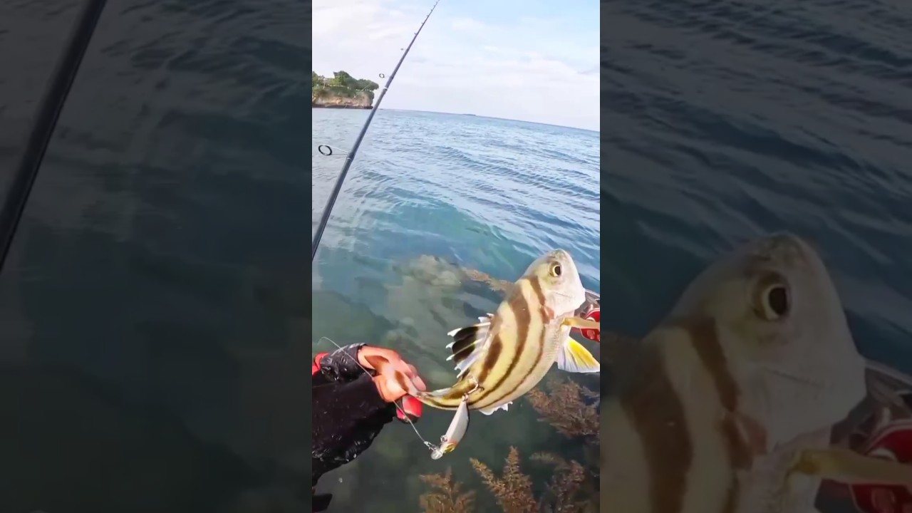 CRESCENT GRUNTER(Bugaong) #fishing #shorts #philippines