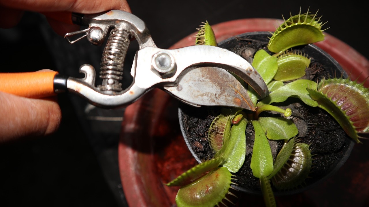 Cortar Varas Florales de Plantas Carnivoras (Venus Atrapamoscas)