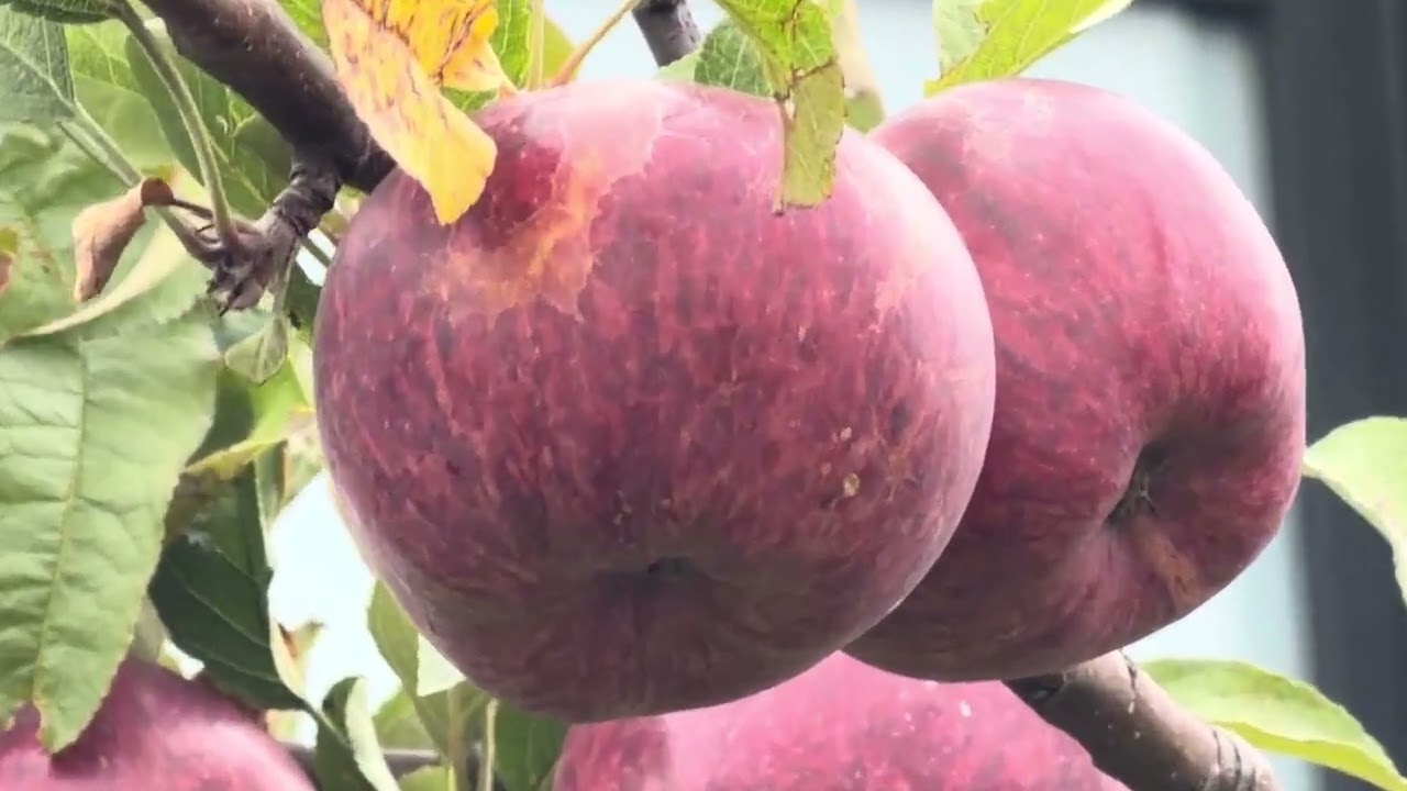 Apples