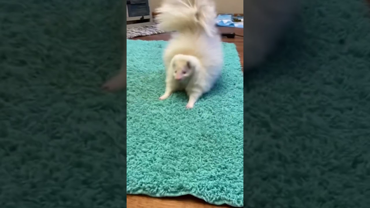 Skunk with an attitude 🦨🤣