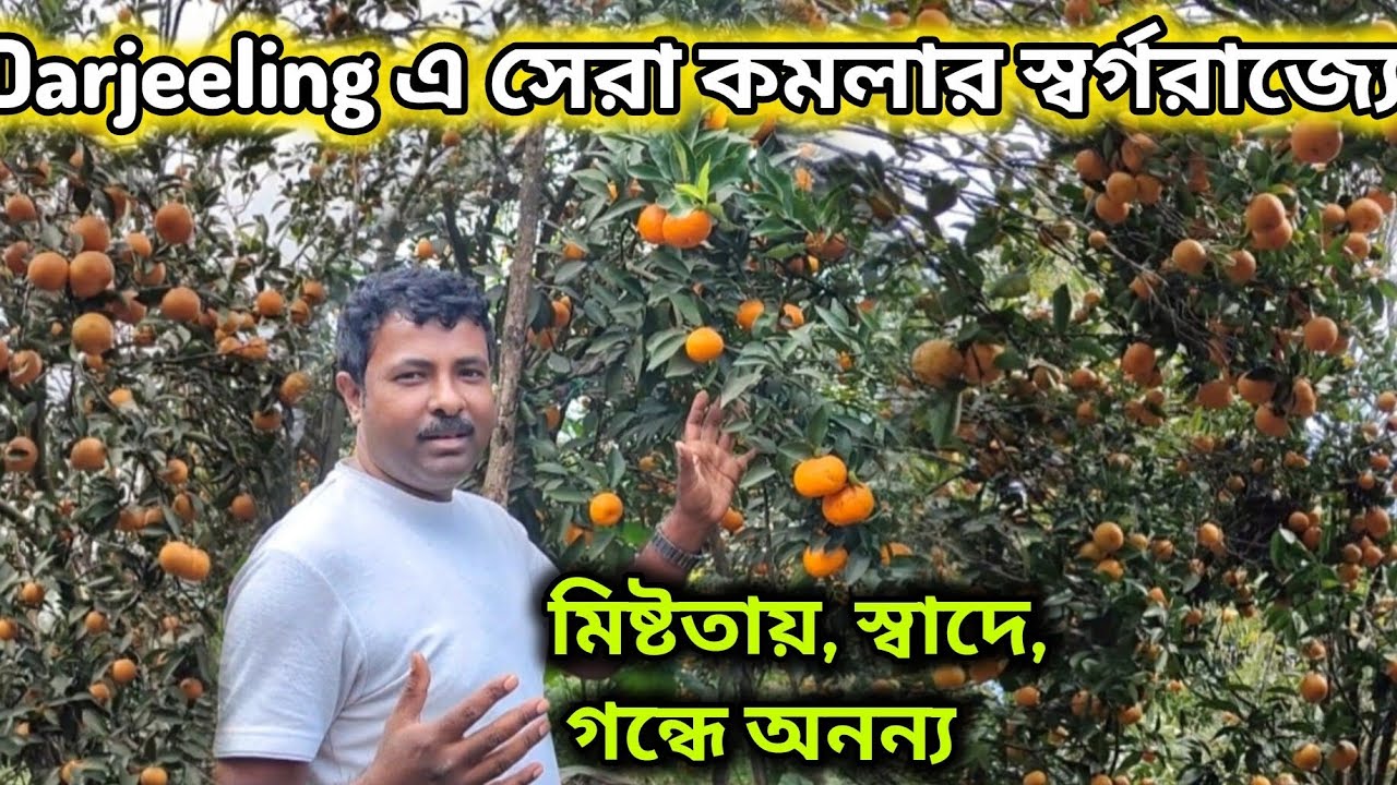 Darjeeling Mandarin এর স্বর্গরাজ্যে।মিষ্টতা য়, স্বাদে, গন্ধে অনন্য। best Darjeeling Mandarin 