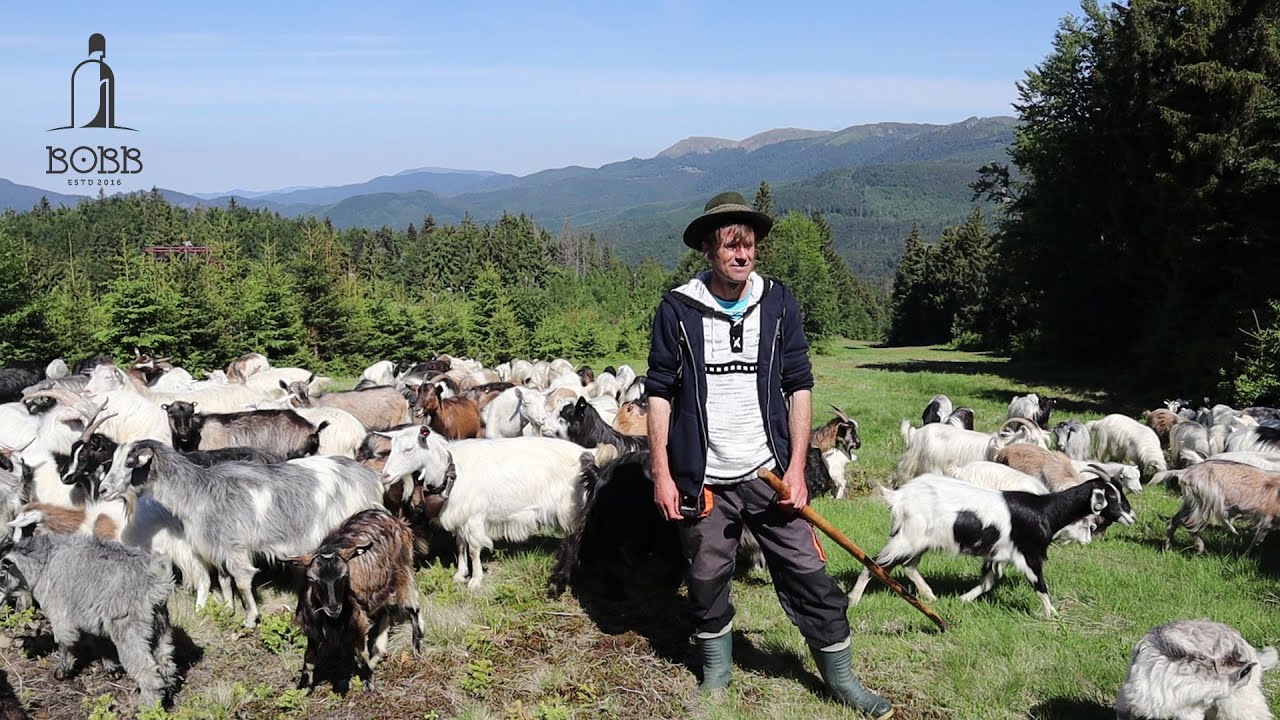 Turmă MARE de CAPRE în munte la TĂUL cu BRAZI - CAVNIC | Întâmplări cu LUPI și URȘI cu Vilu CIOBANU
