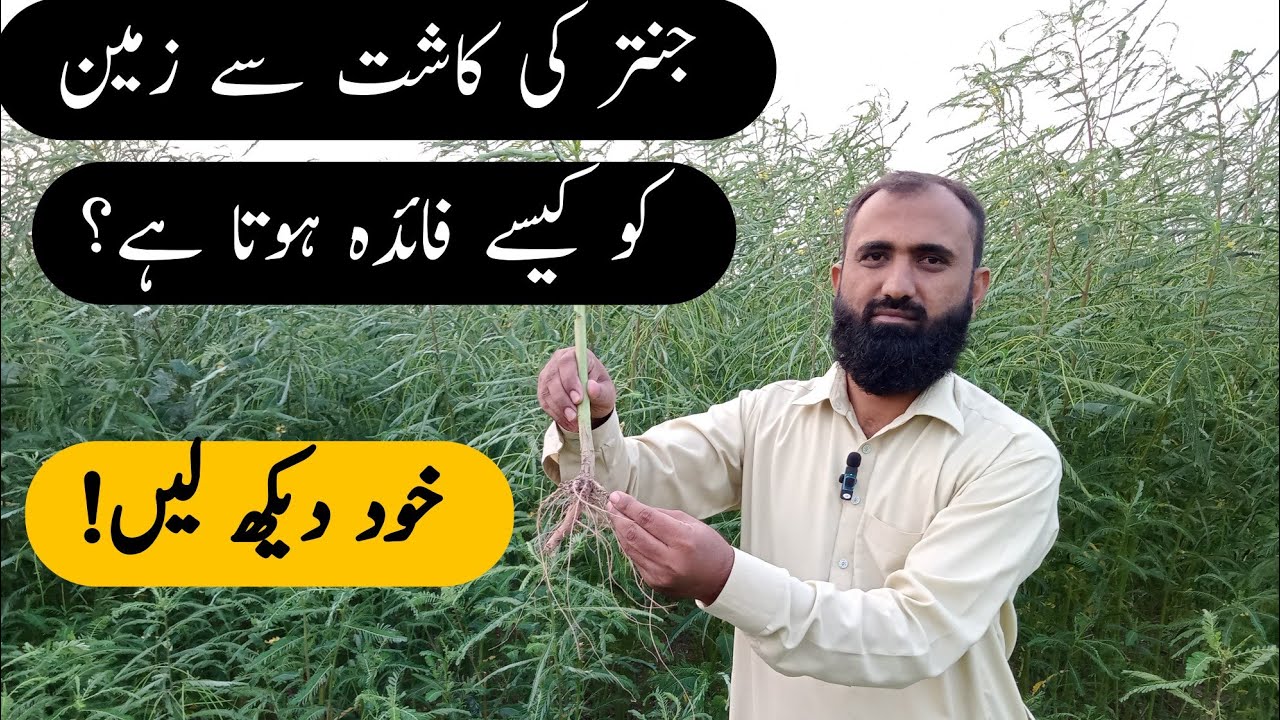 How to increase soil fertility by Jantar Cultivation || Bilal Kanju Official