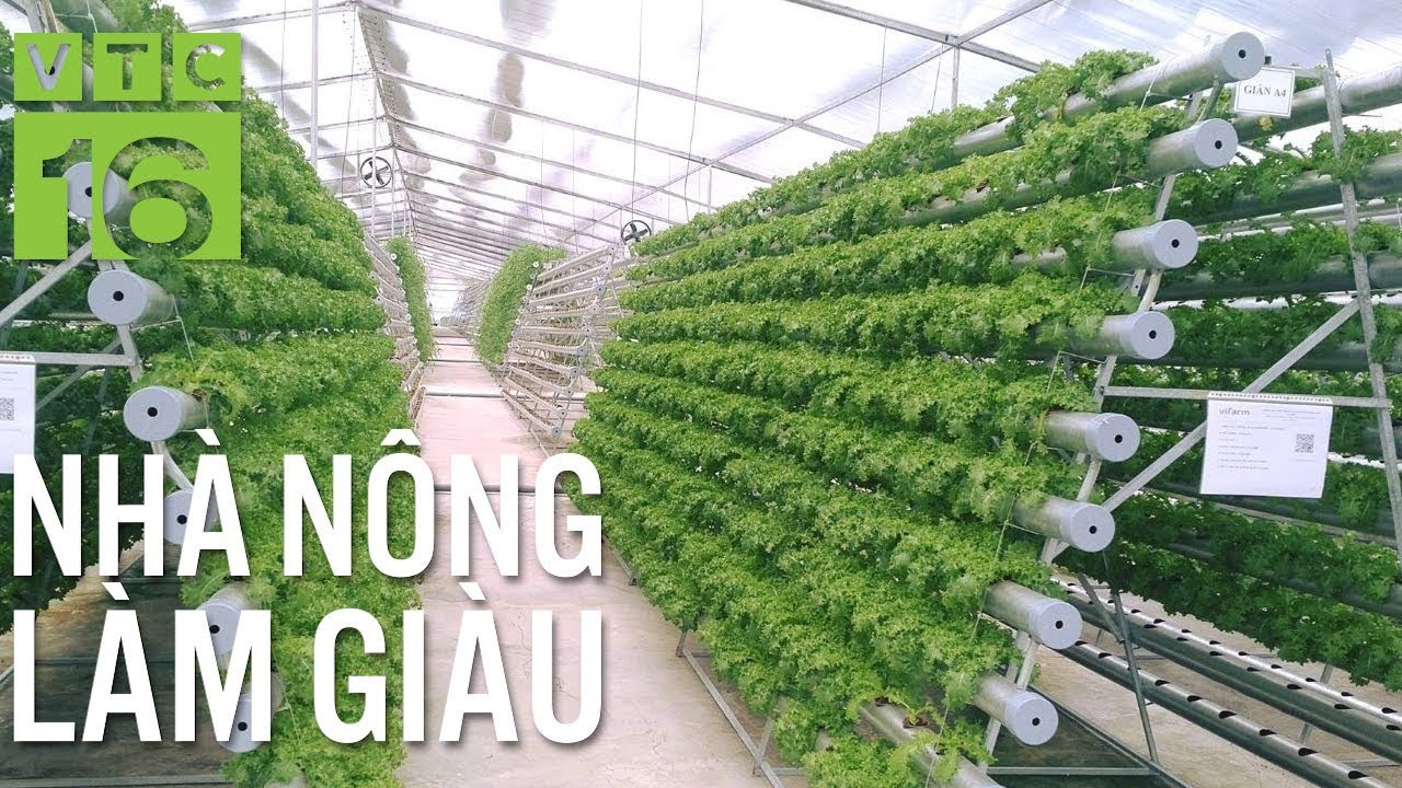 Trồng rau thủy canh chữ A đa lợi ích | VTC16