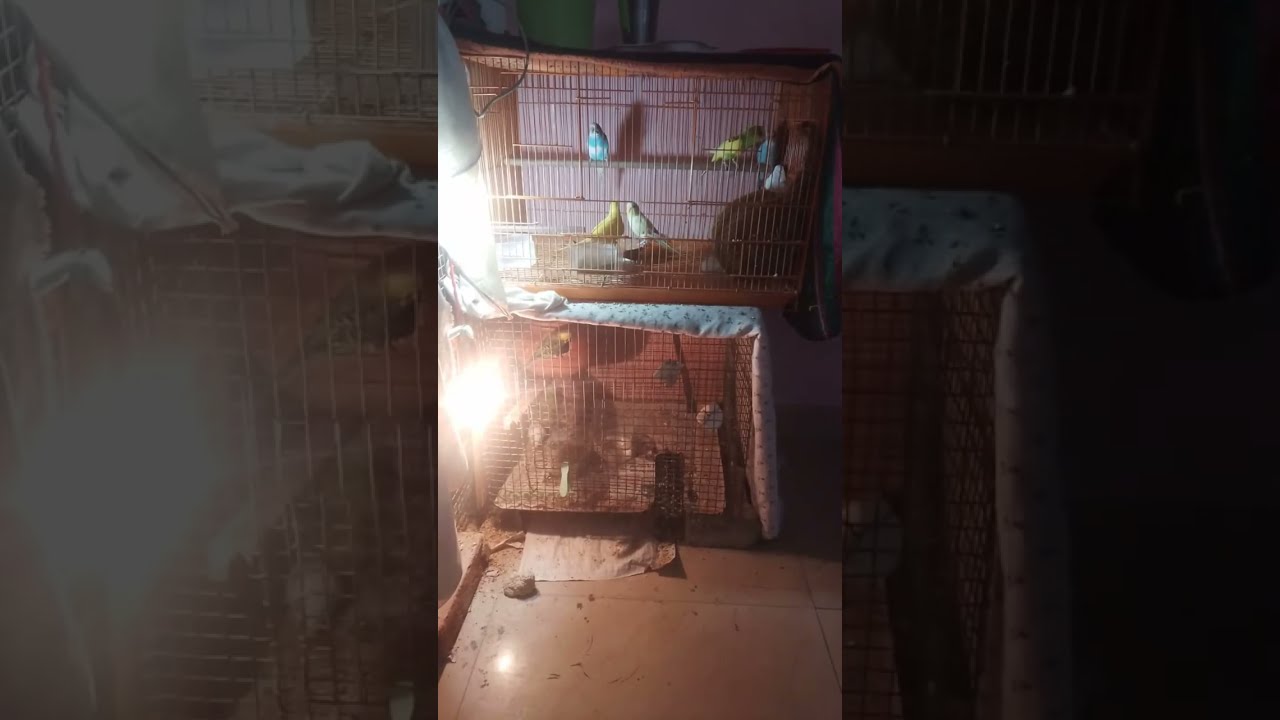 Birds lovers 🦜 is live