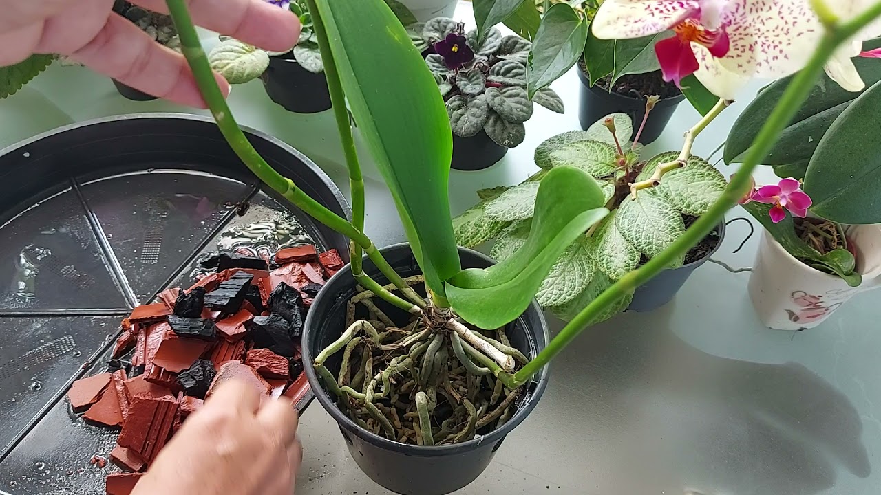 VAMOS PLANTAR UMA ORQUÍDEA PHALAENOPSIS RESGATADA DO LIXO