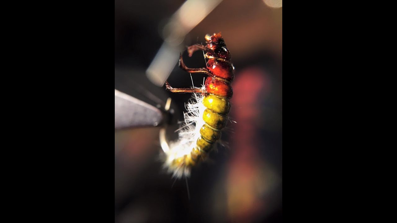 Tying the Hydropsyche Caddis Larvae by Ondrej Rusnak