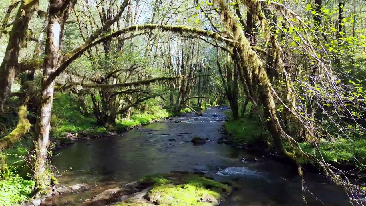 Tillamook State Forest - Trask River