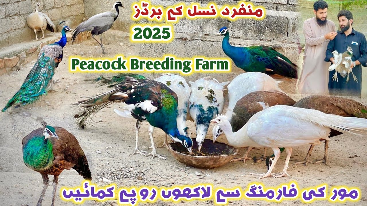 Peacock 🦚 Breeding Farm Business Nowshera KPK 2025 | Turkey Birds & Pheasants | Izhar Ali Shah 