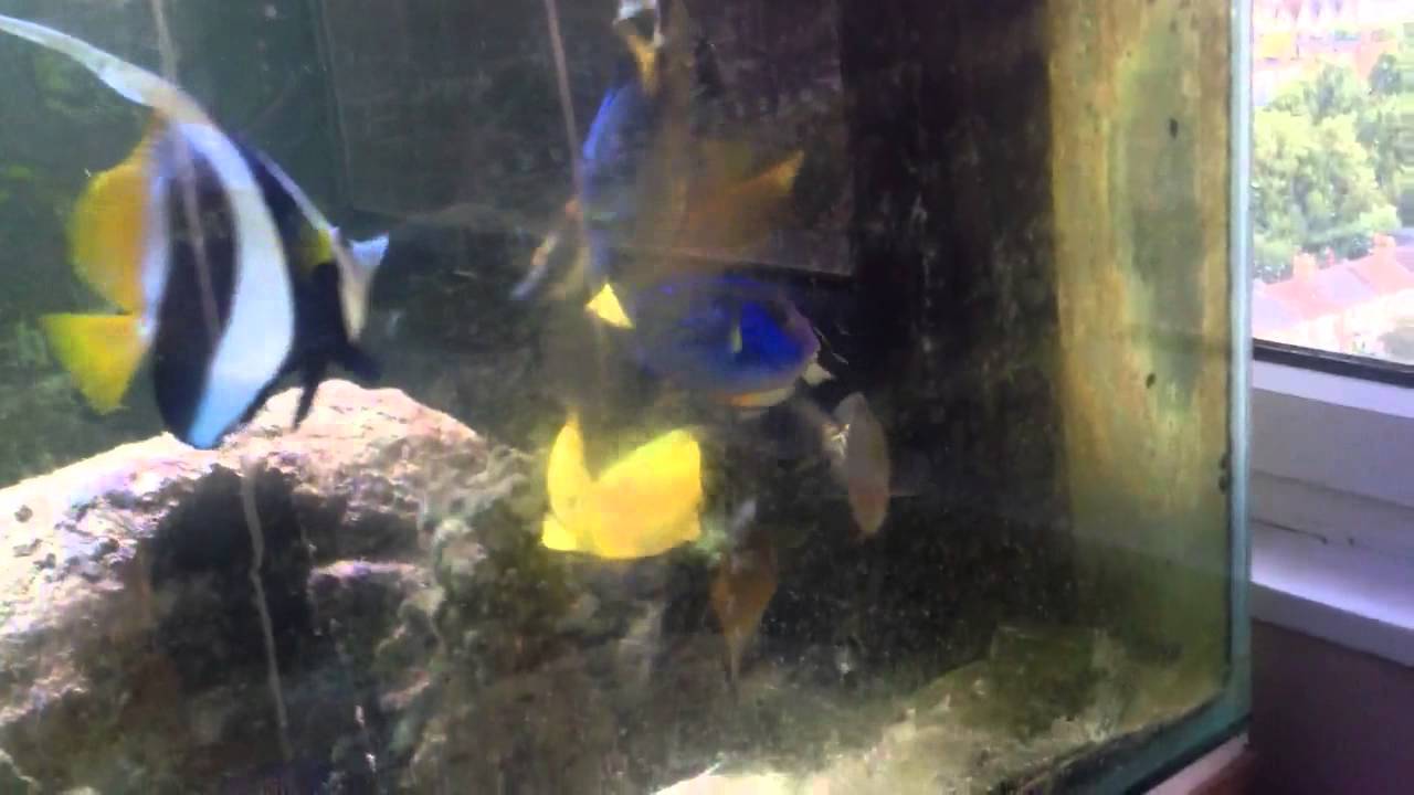 Fish interaction