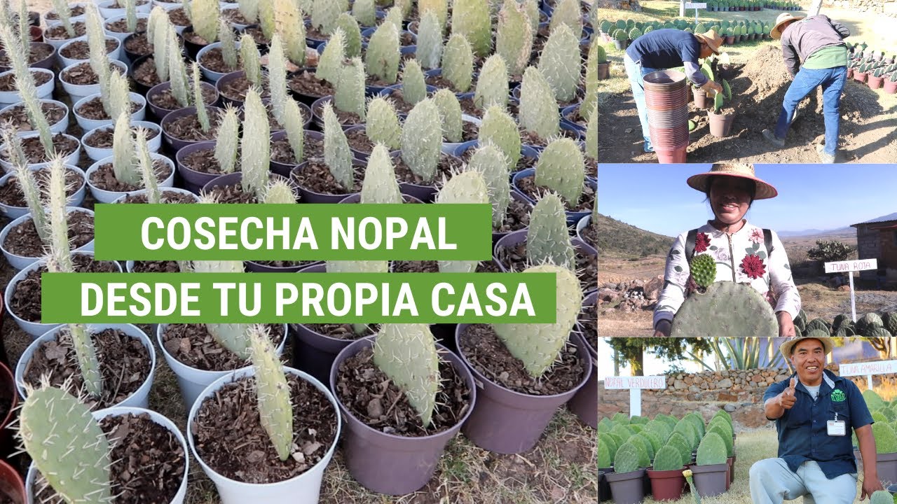 MACETAS DE NOPAL. SEMBRANDO NOPAL EN CASA