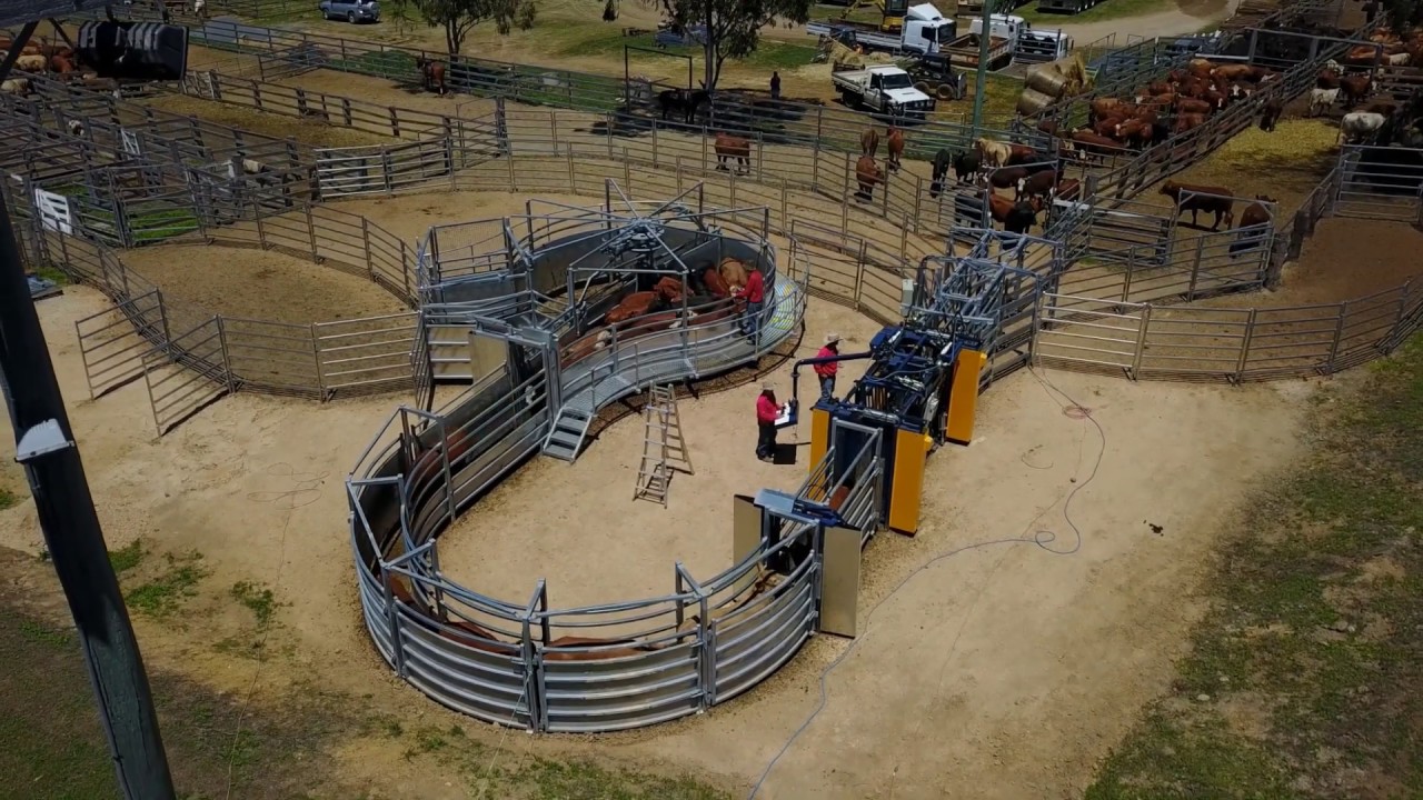 Thompson Longhorn- Working Core Centre