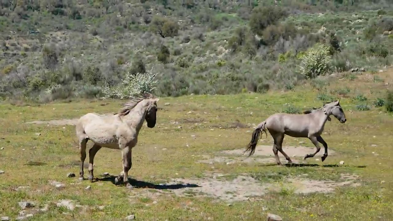 Sorraia horses
