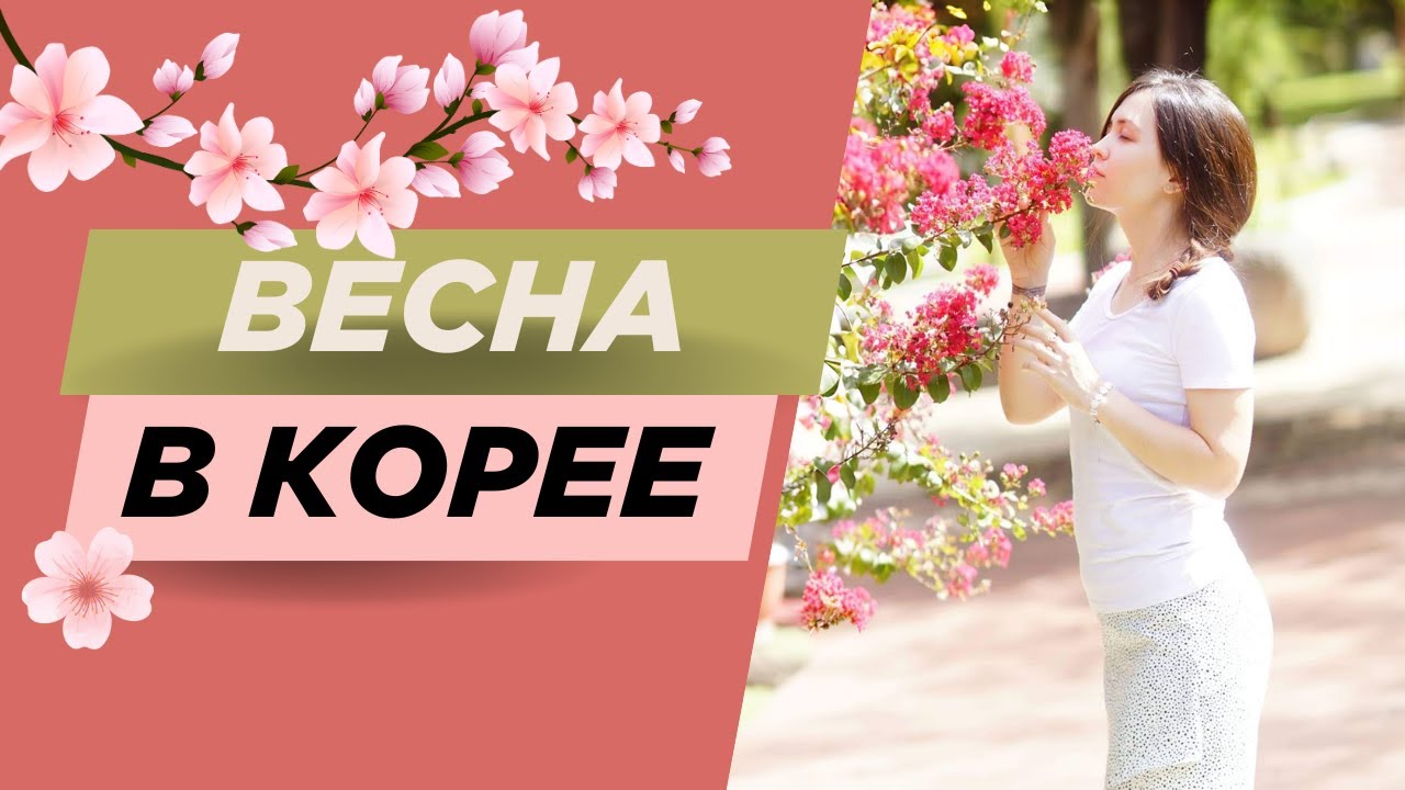 Весна в Корее: Цветение и пробуждение вишни (cherry blossom)🌸