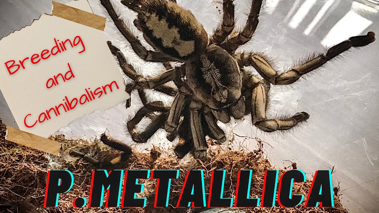 Poecilotheria Metallica Breeding | P. Metallica Cannibalism