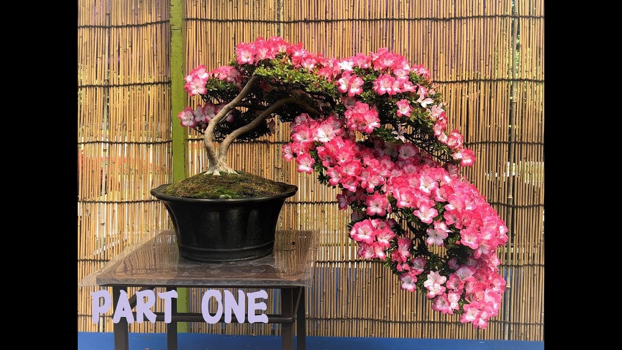 33rd Satsuki Bonsai Exhibition 2019 (第３３回花と緑のサツキ盆栽展 2019、川口市立グリーンセンタ) JP  [Part 1]