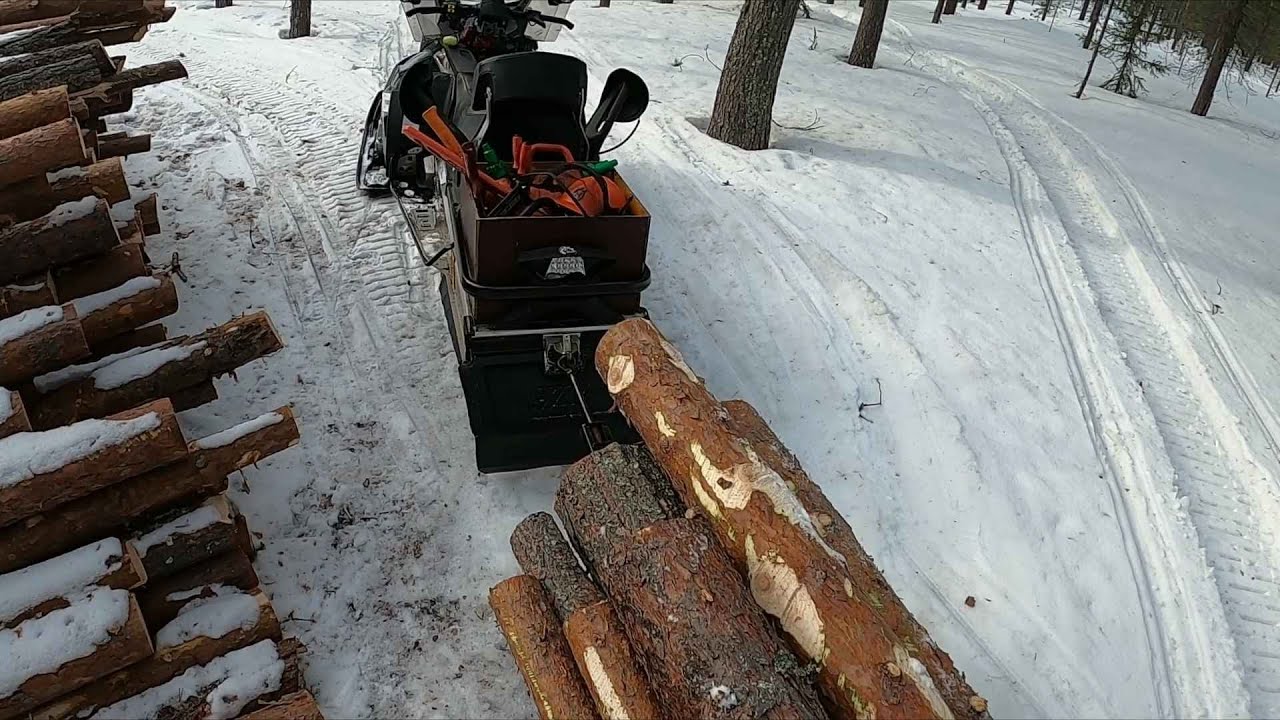 Hankintahakkuuta hankikelissä. Kahden tukkirungon katkominen. Saha Stihl MS261.