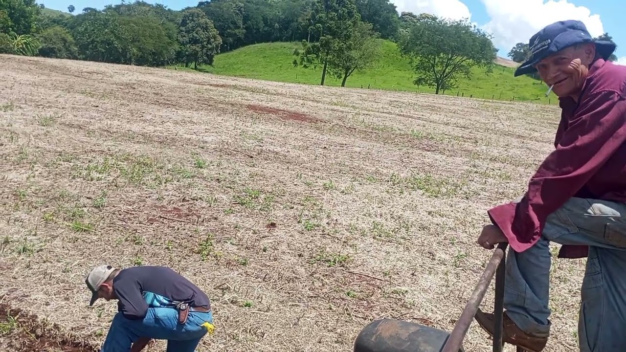 Domingo prantando milho 🌽 pra um vizinho brega 