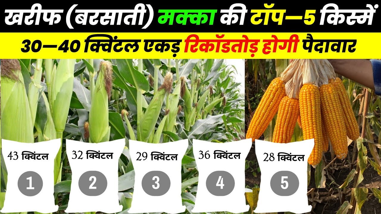 बरसाती मक्का की टॉप–5 किस्में | makka ki variety | Makka ki sabse jyada utpadan Dene wali variety