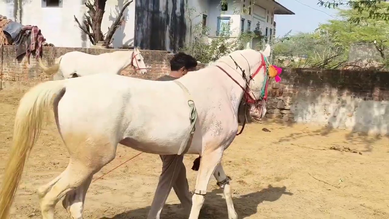 Pandit Ji form house❣️#new🐎🫀 #viral #vlog #horse #video 