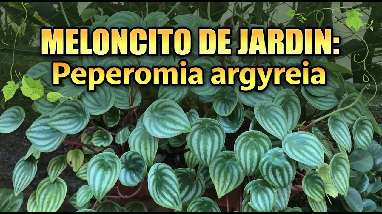 🌿🍉 ¡Mira cómo esta planta parece una sandía en miniatura!