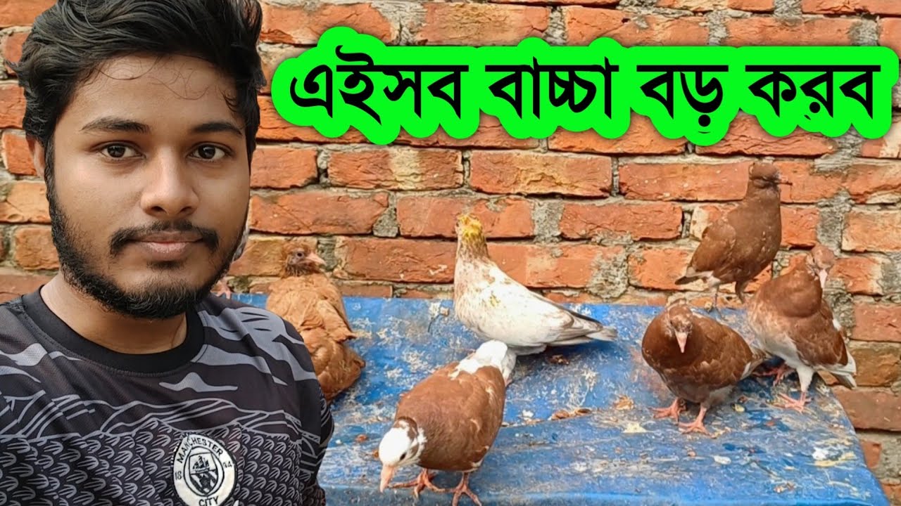 দেশি কবুতরের বাচ্চা বড় করছি | নতুন লাল গোল্লা কবুতর ছেড়ে দিলাম