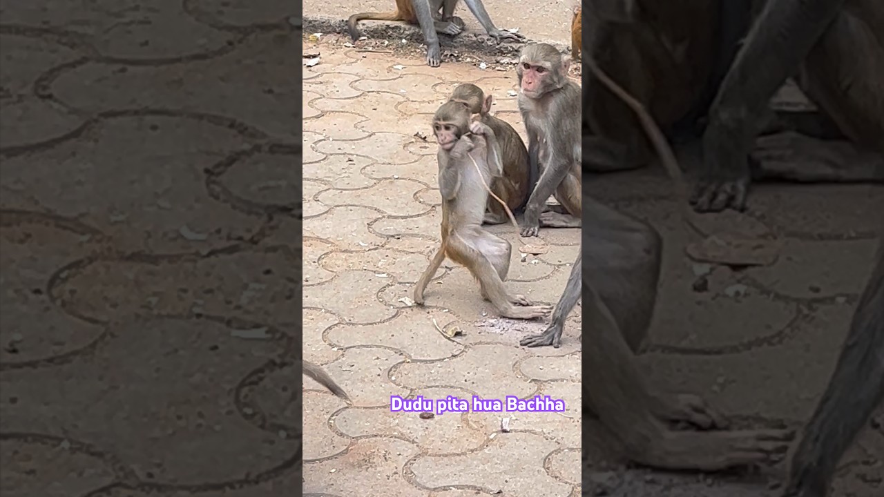 Adorable Baby Monkey&rsquo;s Childhood Memories ❤️🙉#monkey #babymonkey #childhood #bandar #shorts