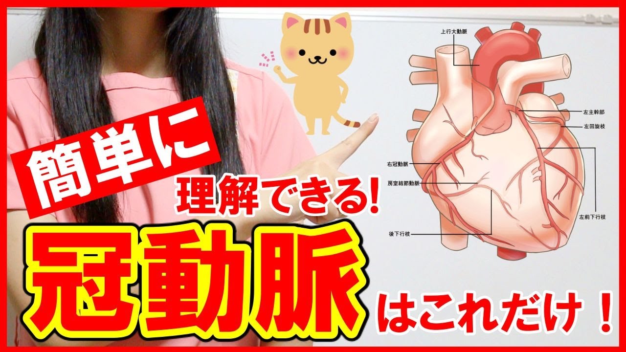 【冠動脈がわかる！】冠動脈の解剖や知識をわかりやすく解説！心臓カテーテル治療に必要な知識はこれ！