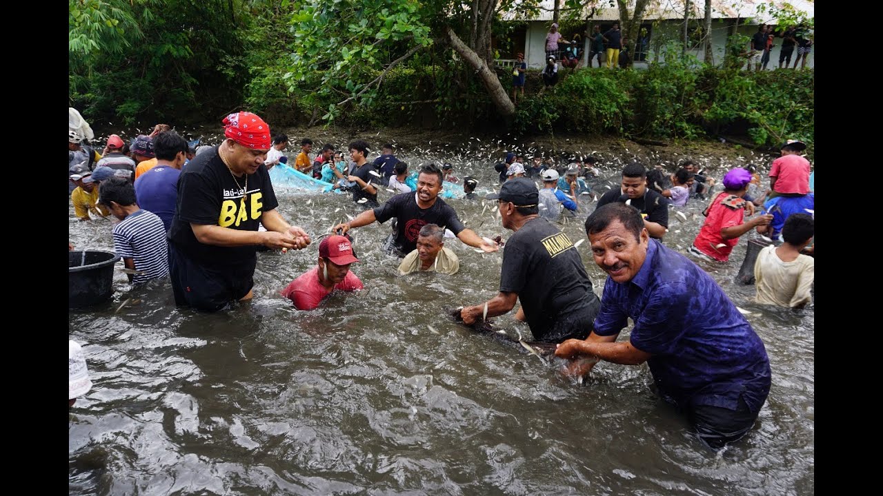 Tradisi Buka Sasi Ikan Lompa Negeri Haruku Sameth Maluku Tengah
