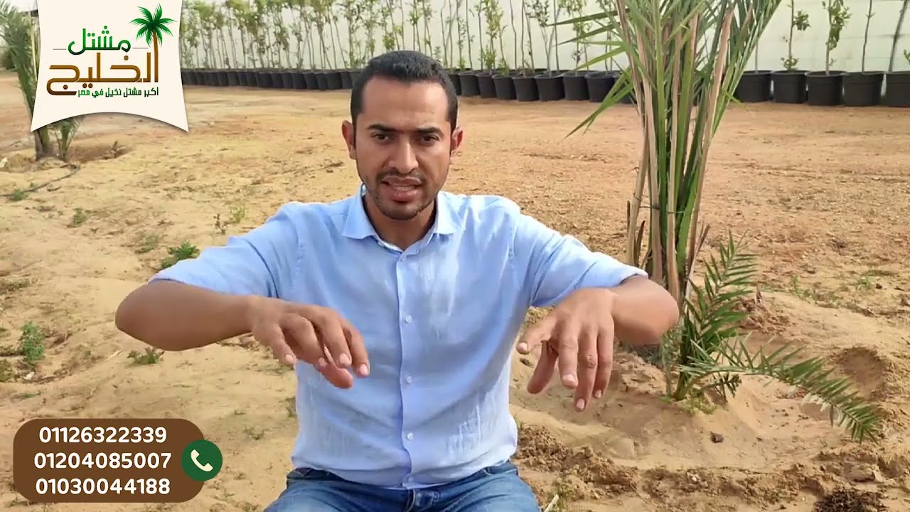 تجهيز الجور لزراعة النخيل - مشتل الخليج - الجزء الاول