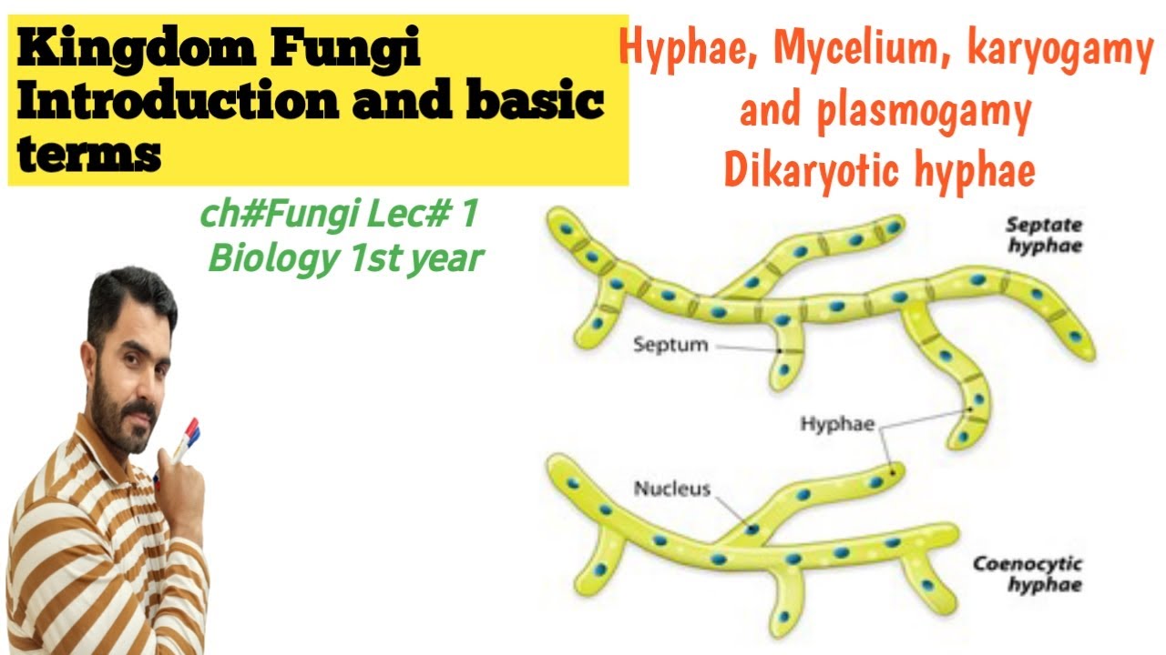 L-1 Kingdom Fungi /Basic concepts, Hyphae Types, Mycelium, Dikaryotic Hyphae