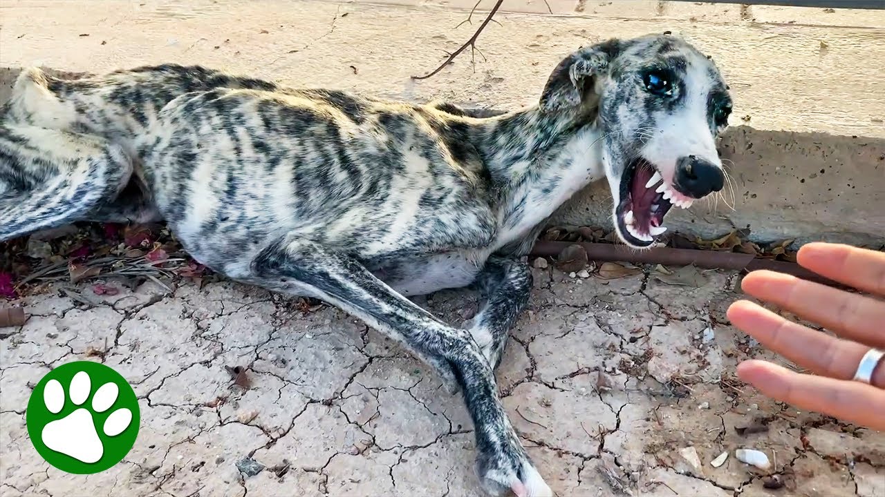 Homeless Dog Is Terrified Of Humans