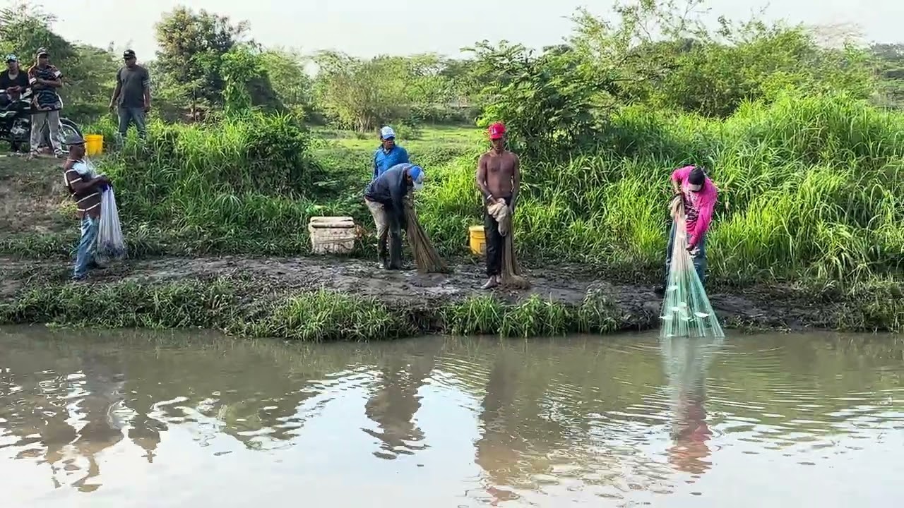 Así se pesca bocachico en el río