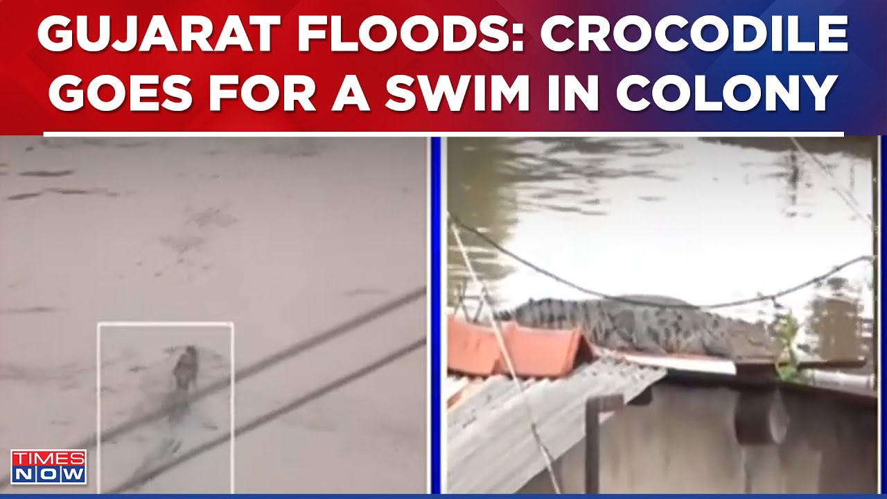 Gujarat Floods | Crocodile Seen Roaming In Colony, Another One Seen On Roof | Ground Report